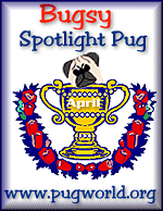 Spotlight Pug